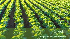  Presentation with vegetable farm - PPT layouts consisting of green vegetable farm under sunlight background and a tawny brown colored foreground