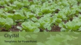  Presentation with green - PPT theme featuring green-vegetable-growing-in-field background and a seafoam green colored foreground