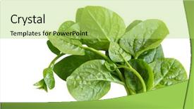  Presentation with spinach - Theme consisting of green vegetables - basella alba malabar spinach isolated background and a yellow colored foreground