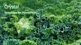  Presentation with farm - Audience pleasing slide set consisting of green vegetables farm - fresh kale close up backdrop and a  colored foreground