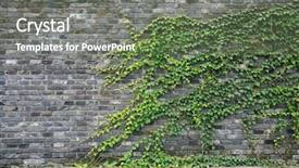  Presentation with vine - Audience pleasing slides consisting of green vines on brick wall backdrop and a gray colored foreground
