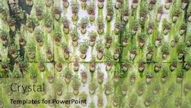  Presentation with green ivy plant hedera helix - Audience pleasing PPT theme consisting of green-wall-overgrown-with-plants backdrop and a mint green colored foreground