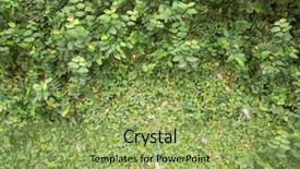  Presentation with ivy - Audience pleasing PPT layouts consisting of green wall with ivy background backdrop and a yellow colored foreground