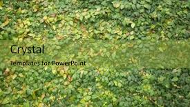  Presentation with ivy - Beautiful PPT layouts featuring green wall with ivy background backdrop and a yellow colored foreground