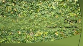  Presentation with green ivy plant hedera helix - Theme enhanced with green wall with ivy background background and a seafoam green colored foreground
