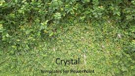  Presentation with green ivy plant hedera helix - Colorful presentation enhanced with green wall with ivy background backdrop and a yellow colored foreground