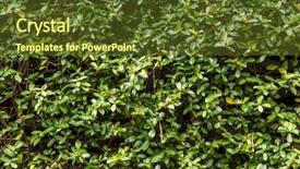  Presentation with green ivy plant hedera helix - Audience pleasing PPT theme consisting of green wall with ivy background backdrop and a  colored foreground