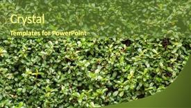 Presentation with green ivy plant hedera helix - Amazing slide set having green wall with ivy background backdrop and a  colored foreground