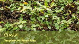  Presentation with ivy - Beautiful PPT theme featuring green wall with ivy background backdrop and a  colored foreground