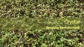  Presentation with green ivy plant hedera helix - Presentation theme featuring green wall with ivy background background and a  colored foreground