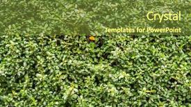  Presentation with ivy - Presentation featuring green wall with ivy background background and a  colored foreground