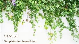  Presentation with green morning - Slide deck featuring green-wall-with-morning-glory background and a cream colored foreground