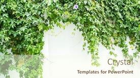  Presentation with green morning - Cool new theme with green-wall-with-morning-glory backdrop and a cream colored foreground
