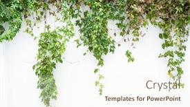  Presentation with green morning - Colorful PPT theme enhanced with green-wall-with-morning-glory backdrop and a cream colored foreground