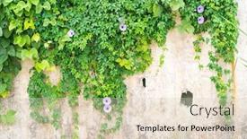  Presentation with green morning - Cool new slide deck with green-wall-with-morning-glory backdrop and a lemonade colored foreground