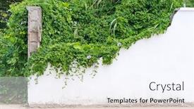  Presentation with green morning - PPT theme enhanced with green-wall-with-morning-glory background and a sky blue colored foreground