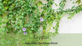  Presentation with green morning - PPT layouts with green-wall-with-morning-glory background and a yellow colored foreground