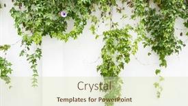  Presentation with green morning - Presentation with green-wall-with-morning-glory background and a soft green colored foreground