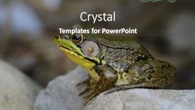  Presentation with frog - Colorful PPT theme enhanced with green water frog sitting on the rocks backdrop and a tawny brown colored foreground