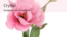  Presentation with flower - Presentation theme having green watercolor background - beautiful eustoma flower isolated background and a lemonade colored foreground