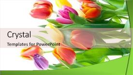  Presentation with floral border over white - PPT theme featuring green watercolor background - tulips over white background and a lemonade colored foreground