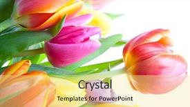  Presentation with tulips - Slides consisting of green watercolor background - tulips over white background and a blonde colored foreground