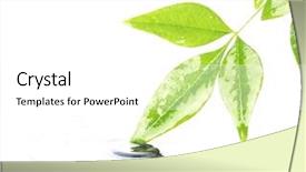  Presentation with water on leaf - Theme with green wave - leaves in water background and a white colored foreground