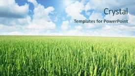  Presentation with wheat - Amazing slides having green wheat - field of rye and sunny backdrop and a light blue colored foreground