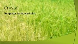  Presentation with windy weather - Presentation design enhanced with green wheat and windy weather background and a yellow colored foreground