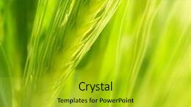  Presentation with ear - PPT theme with green wheat ear background and a gold colored foreground