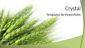  Presentation with ears - Audience pleasing PPT theme consisting of green wheat ears isolated backdrop and a white colored foreground