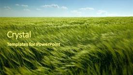  Presentation with wheat - Cool new presentation theme with green wheat field and cloudy backdrop and a tawny brown colored foreground