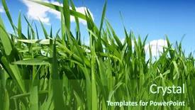 Presentation with wheat - Amazing slide set having green wheat field and cloudy backdrop and a  colored foreground