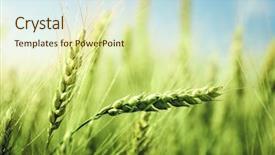  Presentation with wheat - Beautiful slide deck featuring green wheat field and sunny backdrop and a soft green colored foreground