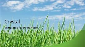  Presentation with summer wheat field blue - Theme featuring green wheat field blue sky background and a light blue colored foreground