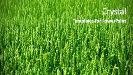  Presentation with wheat - Audience pleasing slides consisting of green wheat field backdrop and a tawny brown colored foreground