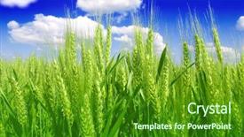 Presentation with wheat - PPT theme having green wheat field background and a forest green colored foreground