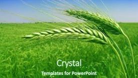  Presentation with wheat - Beautiful slides featuring green wheat field backdrop and a forest green colored foreground