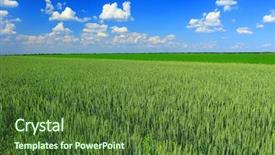  Presentation with wheat - Colorful theme enhanced with green wheat field backdrop and a  colored foreground
