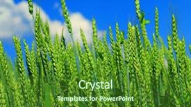  Presentation with wheat - Beautiful slides featuring green wheat field backdrop and a forest green colored foreground
