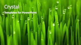  Presentation with dew drop - Presentation theme with green wheat grass with drop background and a shamrock green colored foreground