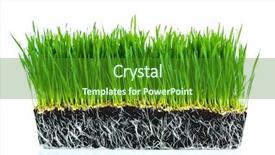  Presentation with abstract natural fresh green - Presentation theme enhanced with green wheat grass with roots background and a forest green colored foreground