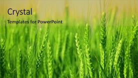  Presentation with colorful green corn field - Audience pleasing PPT layouts consisting of green wheat in the field backdrop and a  colored foreground