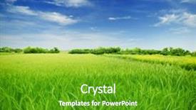  Presentation with wheat - Theme having green wheat in the field background and a tawny brown colored foreground