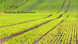  Presentation with green waves - Slide set having green-wheat-rows-and-waves background and a gold colored foreground