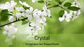  Presentation with branch - Slide deck featuring green white - blooming branch of plum tree background and a yellow colored foreground