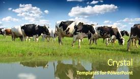  Presentation with toroidal field - Presentation design with green white black - calves on the field background and a tawny brown colored foreground