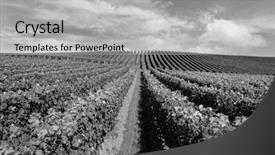  Presentation with shots - Beautiful PPT theme featuring green white black - vineyard in matakana new zealand backdrop and a light gray colored foreground