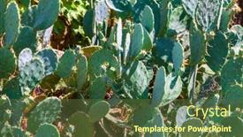  Presentation with cactus - Colorful presentation theme enhanced with green-wild-cactus-opuntia backdrop and a tawny brown colored foreground