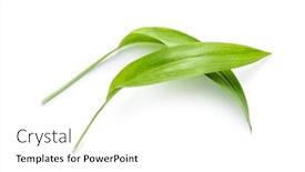 Presentation with green leaves - Colorful PPT theme enhanced with green-wild-garlic-leaves-isolated backdrop and a white colored foreground